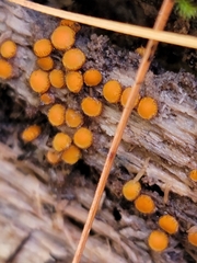 Scutellinia setosa