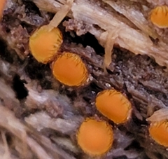 Scutellinia setosa