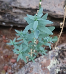 Linaria nivea