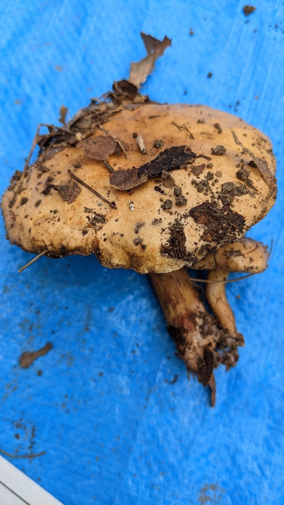 Suillus bovinus · October 2022 · photo: © atsushi_nakajima_cirque (iNaturalist, cc-by)