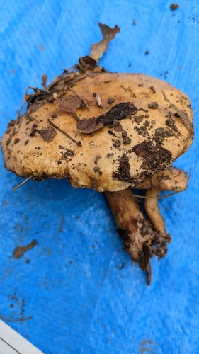 Suillus bovinus