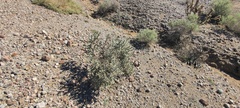 Cylindropuntia ramosissima