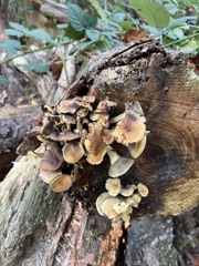 Hypholoma