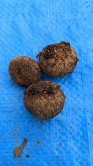 Astraeus hygrometricus