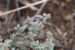 Euphorbia melanadenia