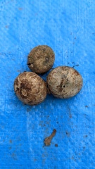 Astraeus hygrometricus