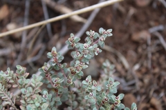 Euphorbia melanadenia