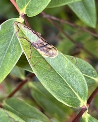 Ectoedemia septembrella