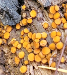 Scutellinia setosa