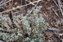 Euphorbia melanadenia