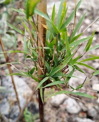 Otatea acuminata