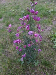 Angiospermae