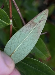 Ectoedemia septembrella