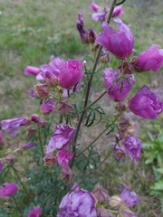 Angiospermae