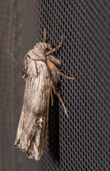 Lithomoia germana