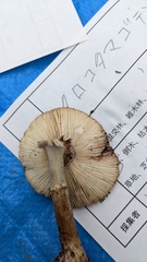 Amanita citrina grisea