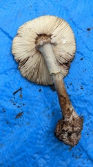 Amanita citrina grisea