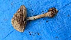 Amanita citrina grisea