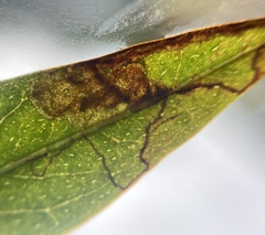 Ectoedemia septembrella