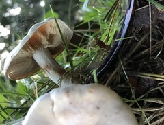 Hebeloma sacchariolens