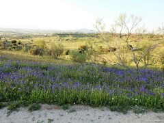 Quercus rotundifolia