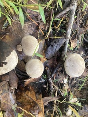 Melanophyllum haematospermum