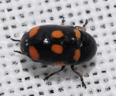 Cryptocephalus octoguttatus