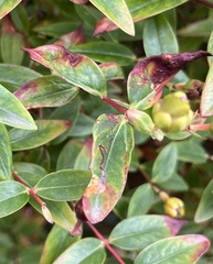 Ectoedemia septembrella