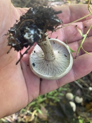 Melanophyllum haematospermum