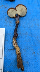 Ganoderma neojaponicum