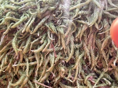 Scleropodium obtusifolium