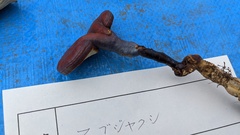 Ganoderma neojaponicum