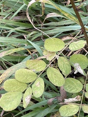 Robinia pseudoacacia