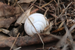 Helminthoglypta