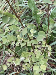 Robinia pseudoacacia