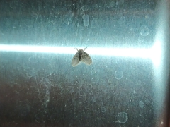 Psychodidae