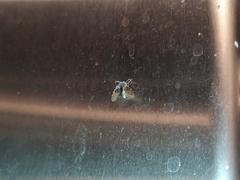Psychodidae