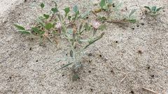 Palafoxia arida arida