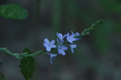 Verbena xutha