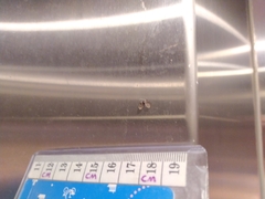 Psychodidae