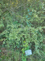 Viburnum scabrellum