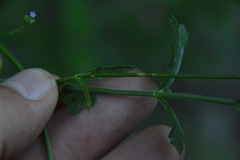 Verbena xutha