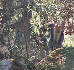 Cervus elaphus elaphus
