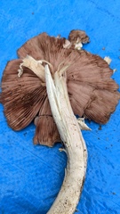 Agaricus abruptibulbus