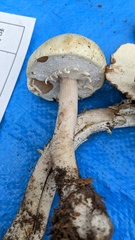 Agaricus abruptibulbus