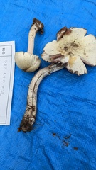 Agaricus abruptibulbus