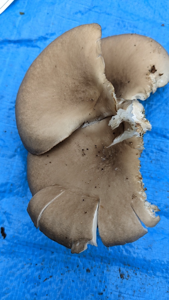 Pleurotus ostreatus · October 2022 · photo: © atsushi_nakajima_cirque (iNaturalist, cc-by)