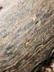 Dacrymyces capitatus