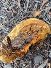Pyrofomes juniperinus