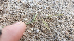 Bouteloua barbata barbata